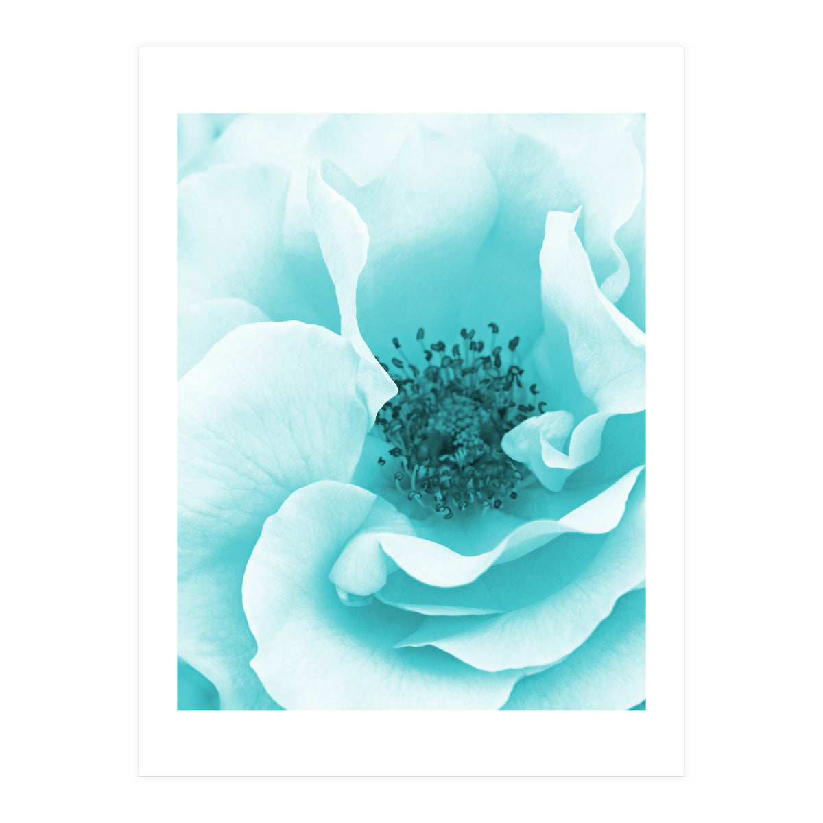 Blue Rose (Print Only)