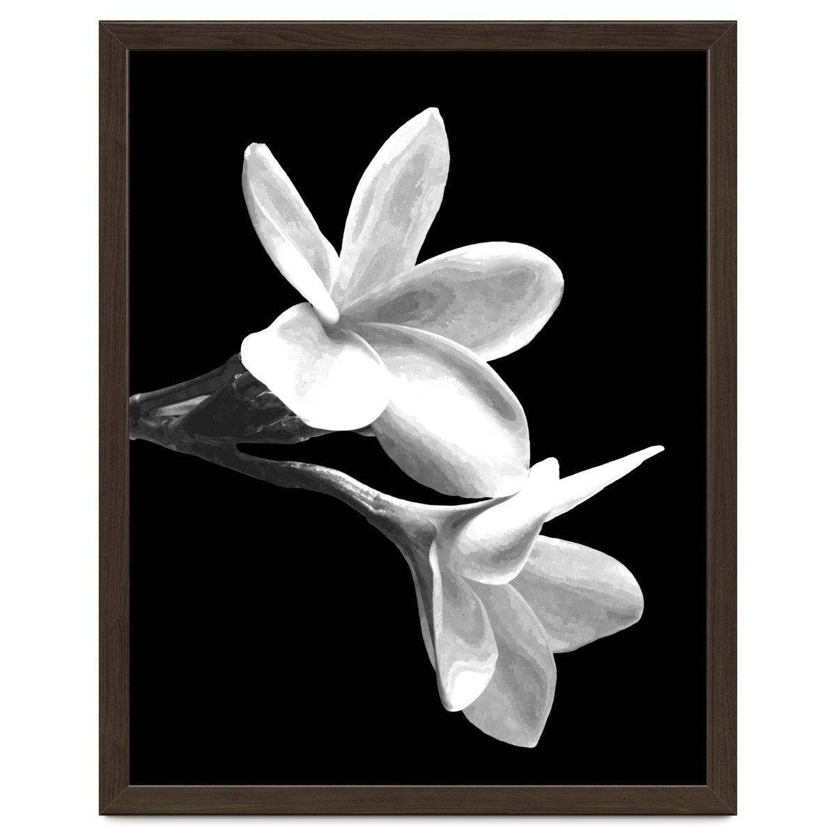 Black and White Flowers