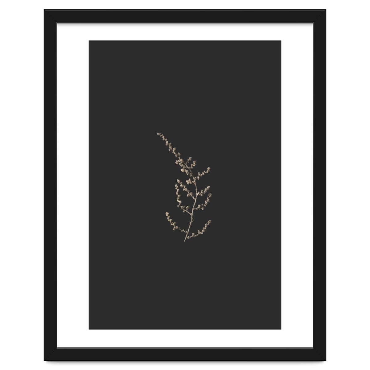 Delicate Golden Fynbos Botanicals on Black