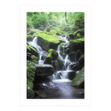 Forest (Print Only) thumbnail