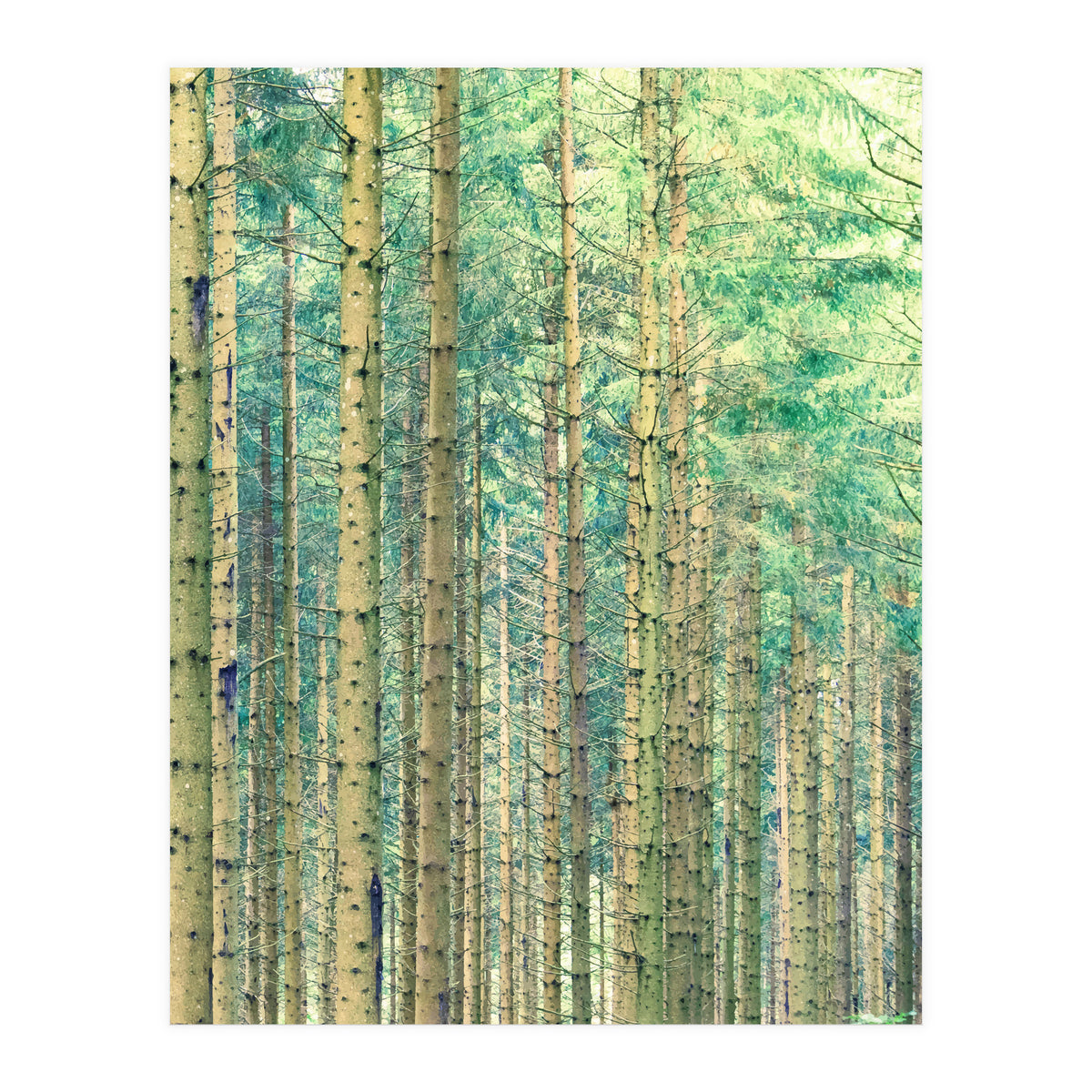 Locked In The Woods (Print Only)