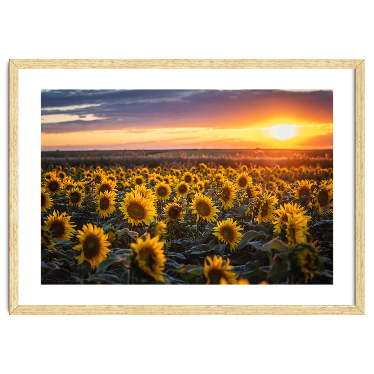Sunflowers at Sunset