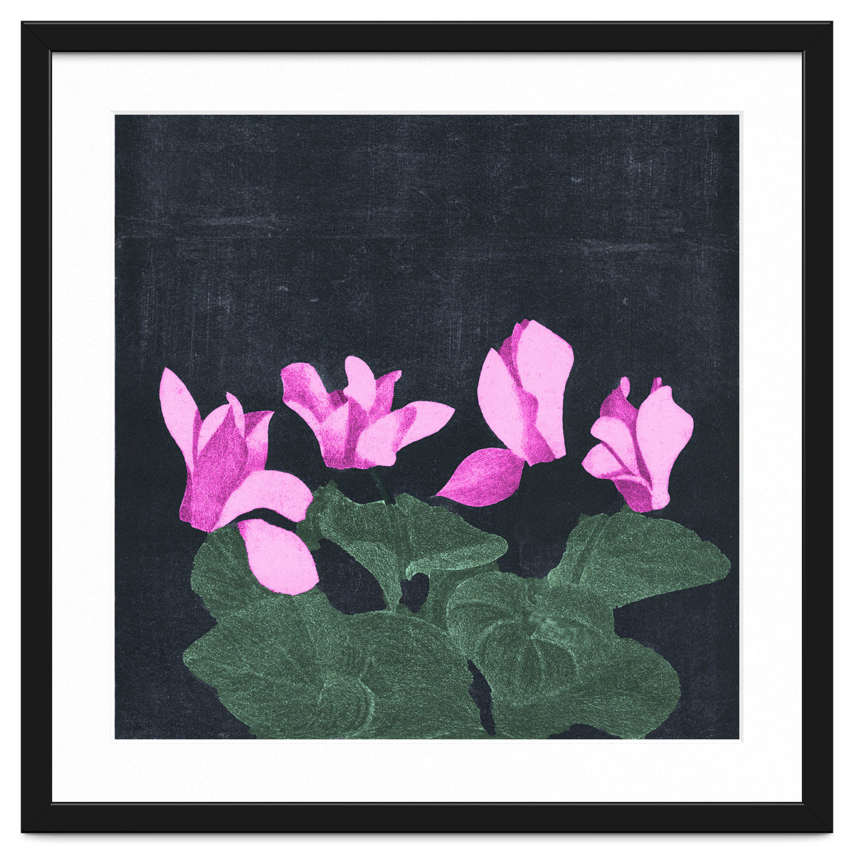 Cyclamen