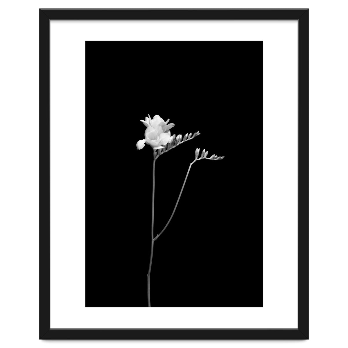 Freesia | dark design