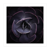 DARKSIDE OF SUCCULENTS VIII (Print Only) thumbnail