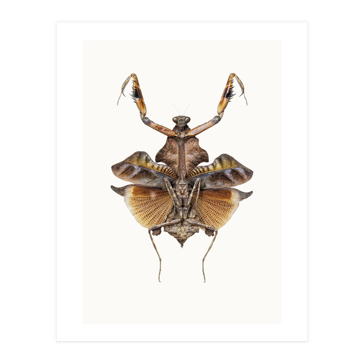 Cc Insects 06 (Print Only)