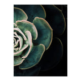 Darkside Of Succulents 4-B (Print Only) thumbnail