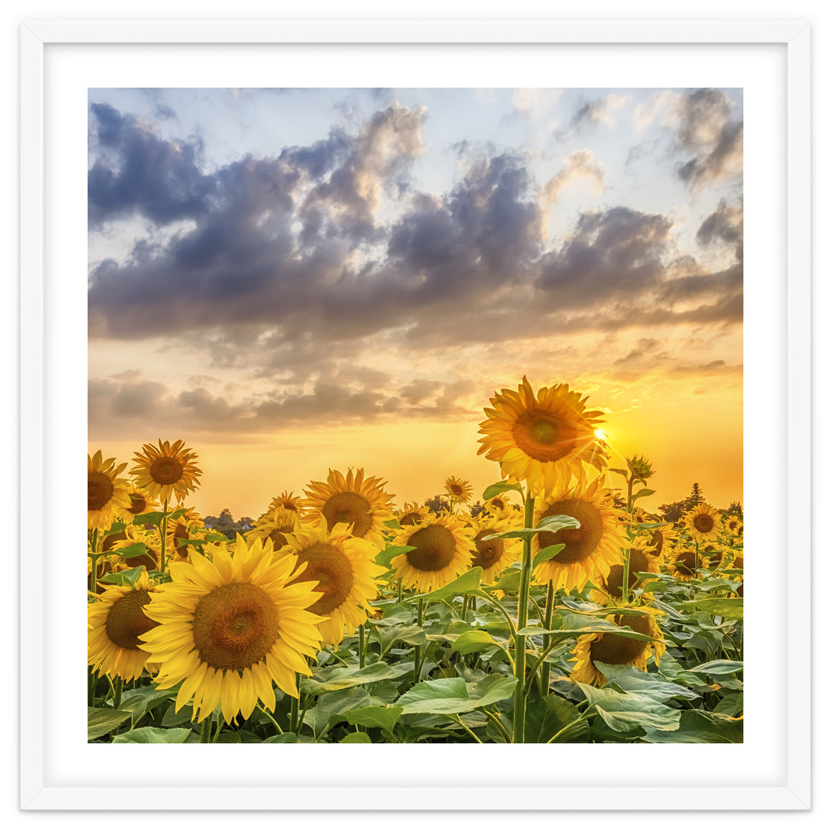 Sunflowers in sunset