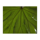 Hothouse (Print Only) thumbnail