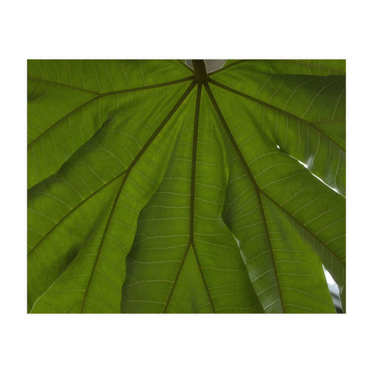 Hothouse (Print Only)