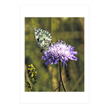 Marble white (Print Only) thumbnail
