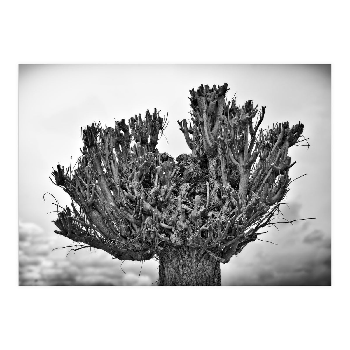 Cut down tree top (Print Only)