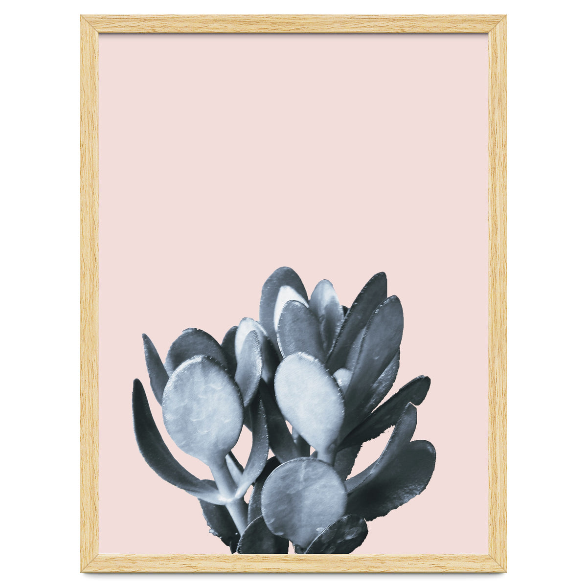 Cactus collection BL-II