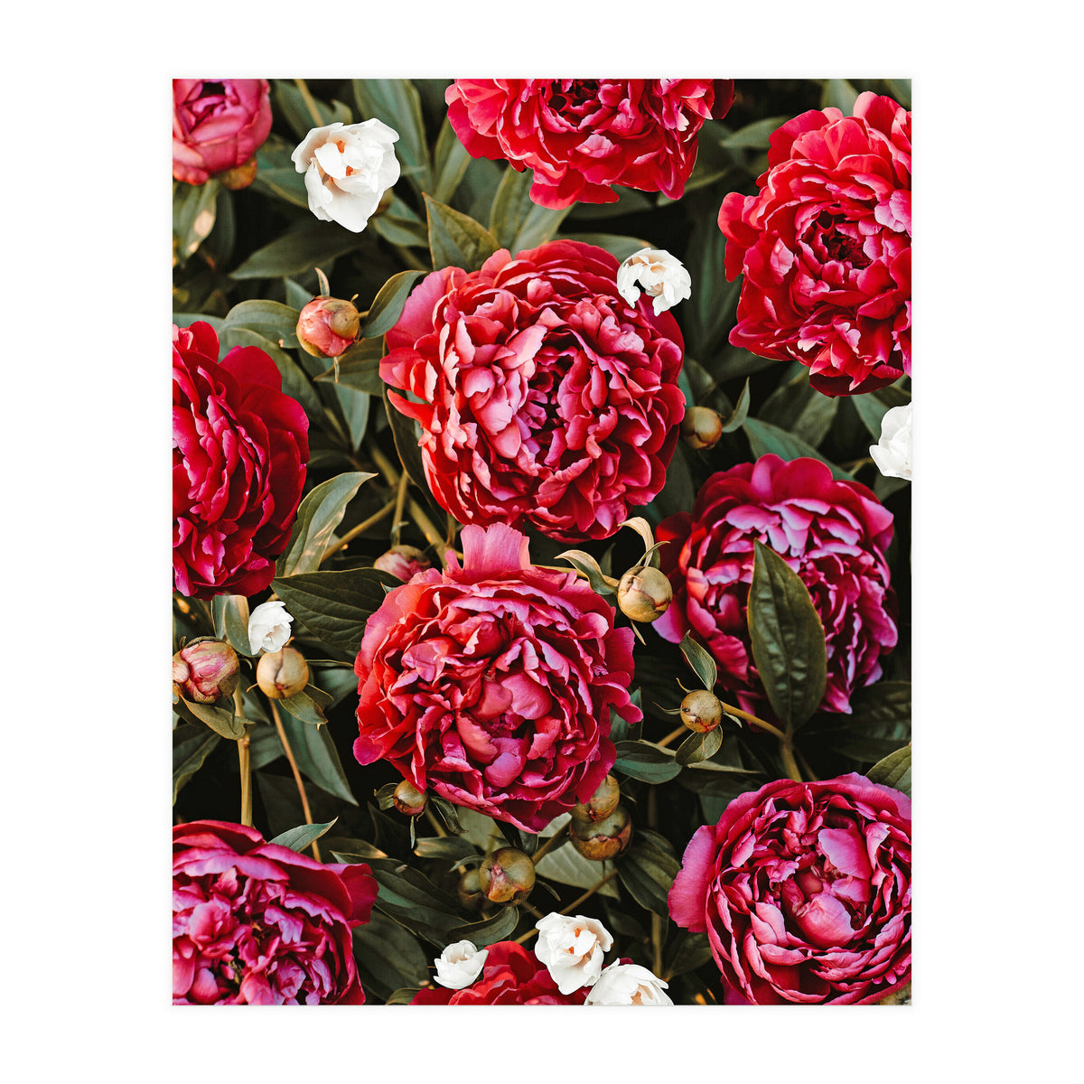 Blossom Love (Print Only)