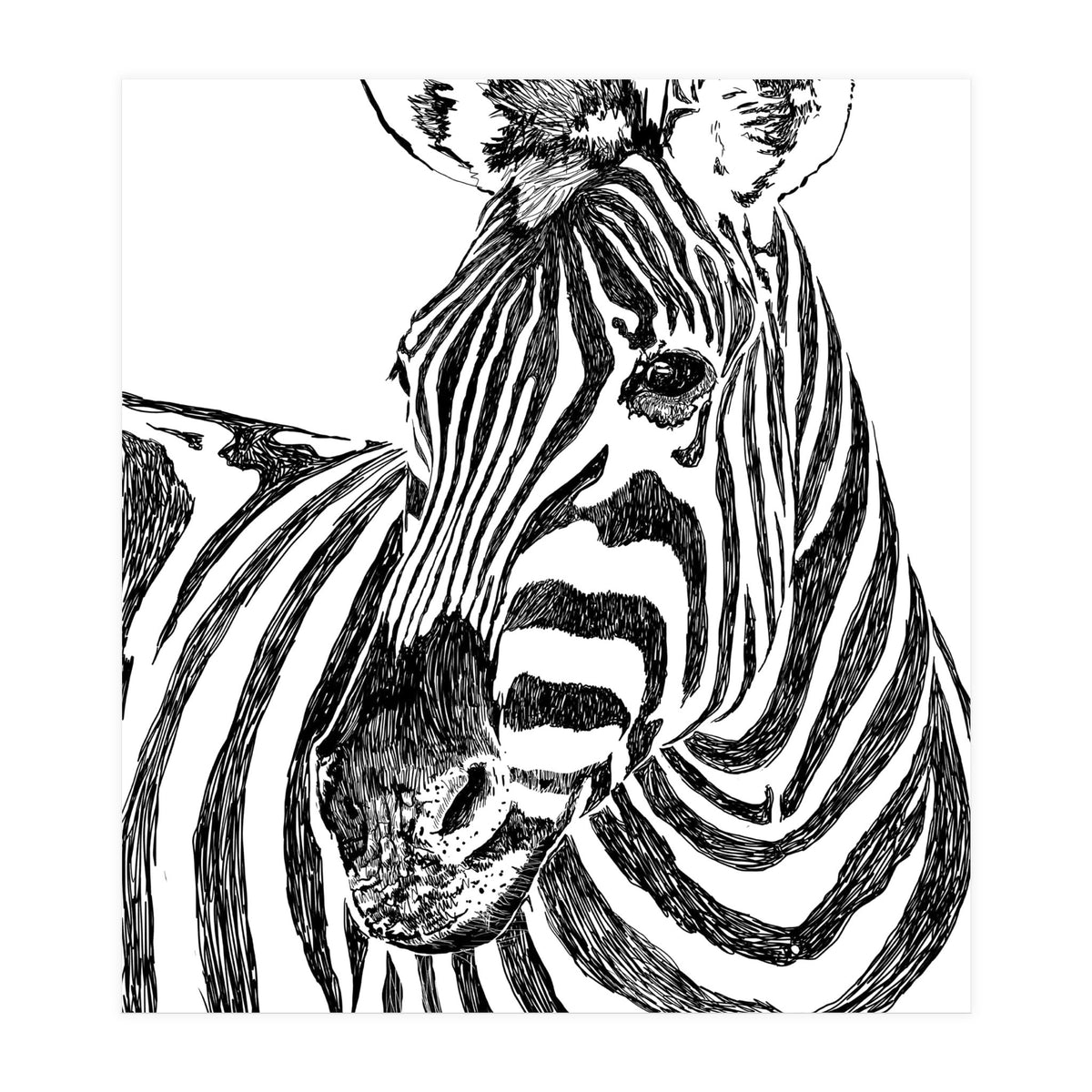 Zebra (Print Only)