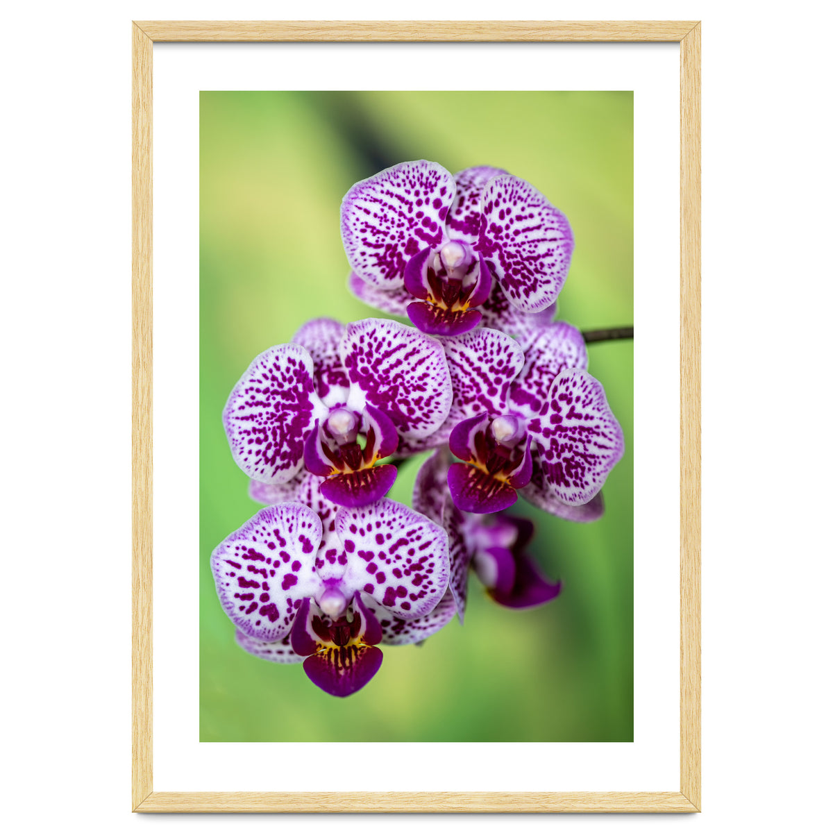 Orchidee Flower