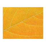 Autumn Leaf (Print Only) thumbnail
