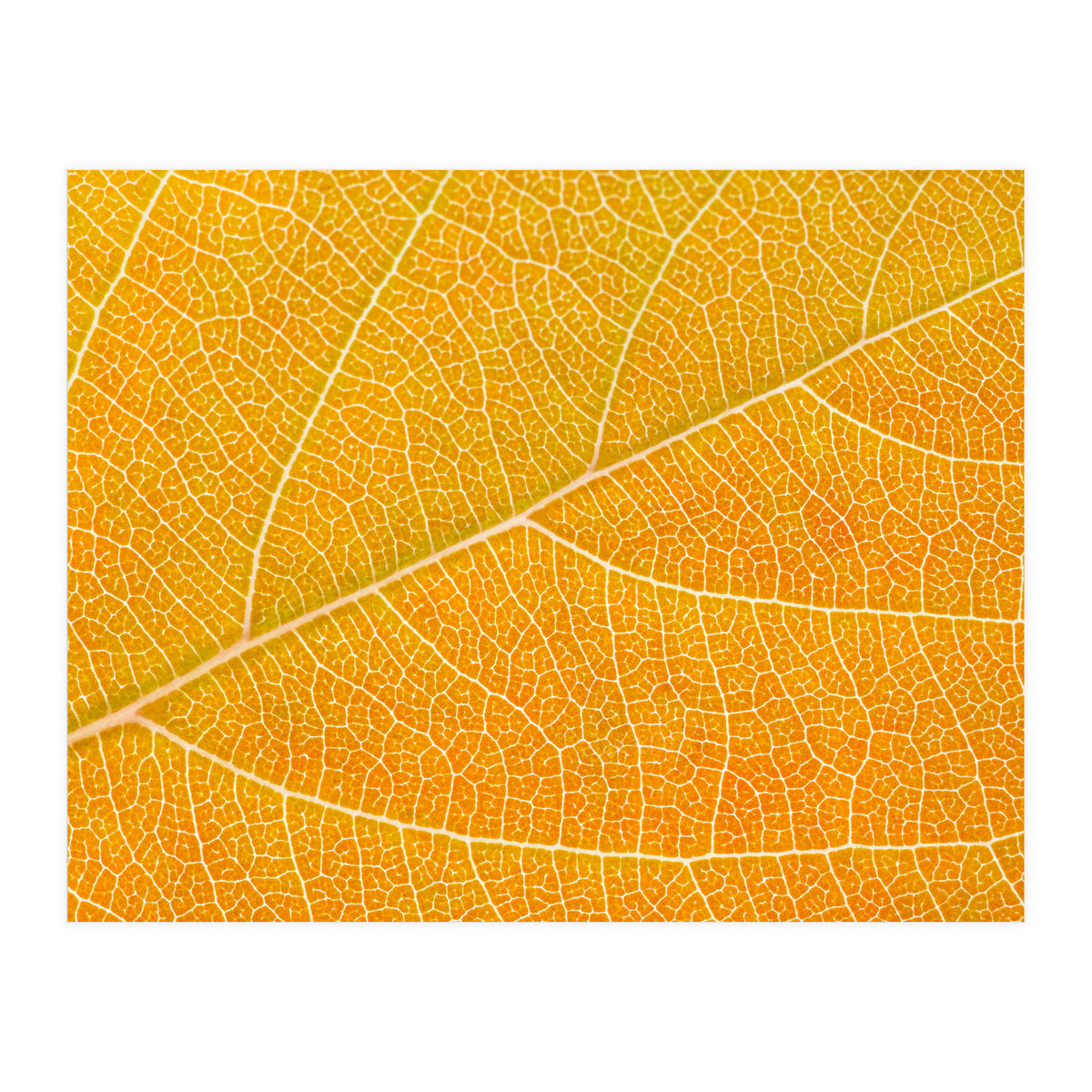 Autumn Leaf (Print Only)