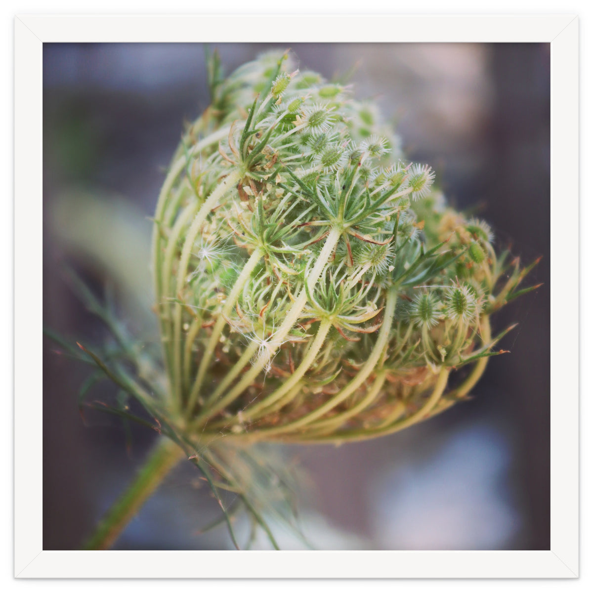 Seed head