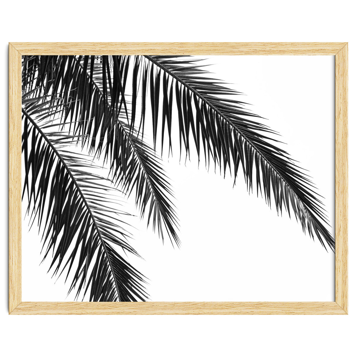 Palm Leaves