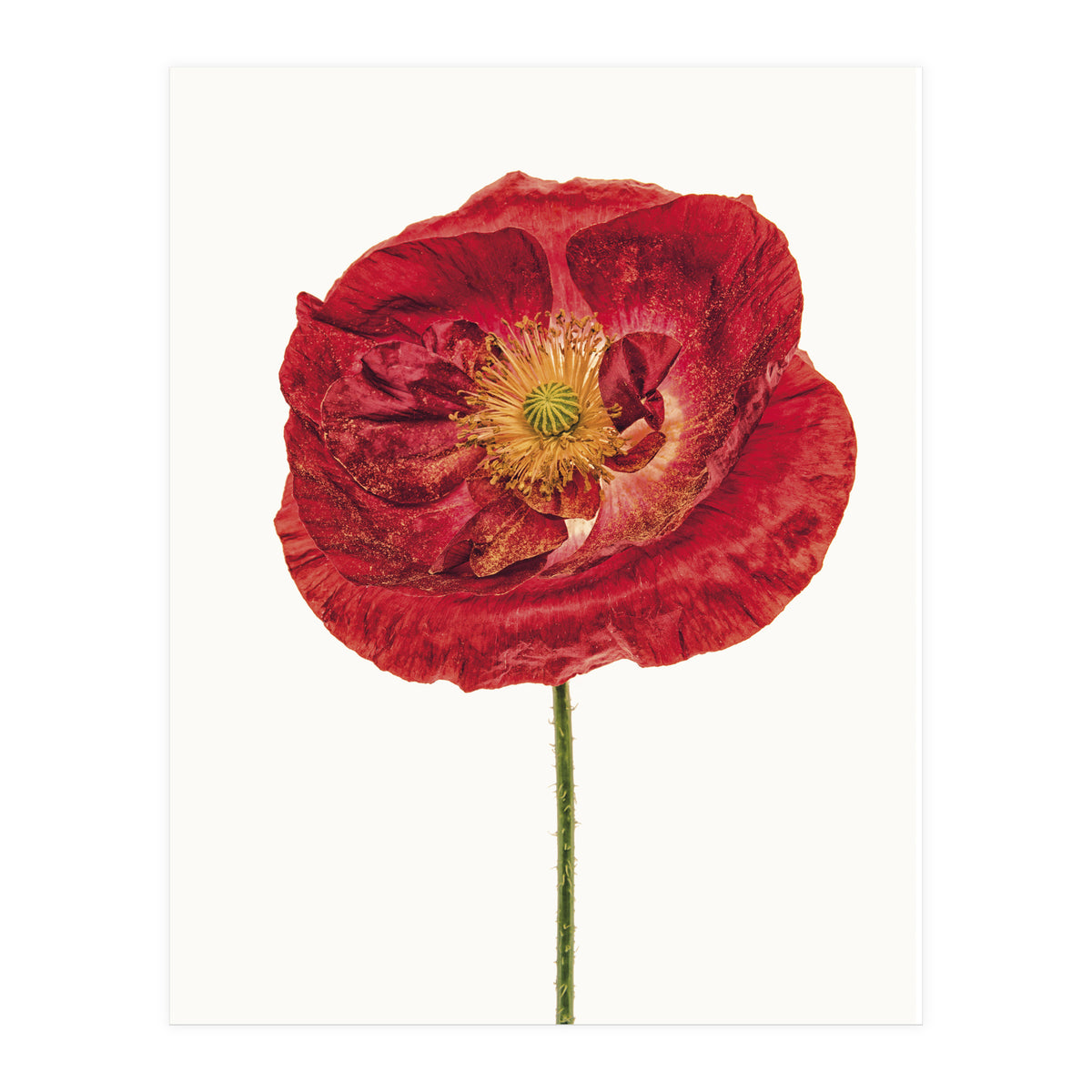 Cc Poppy 05 (Print Only)