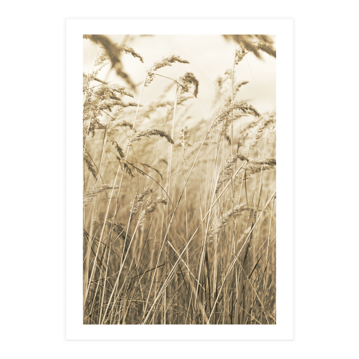 Grass (Print Only)