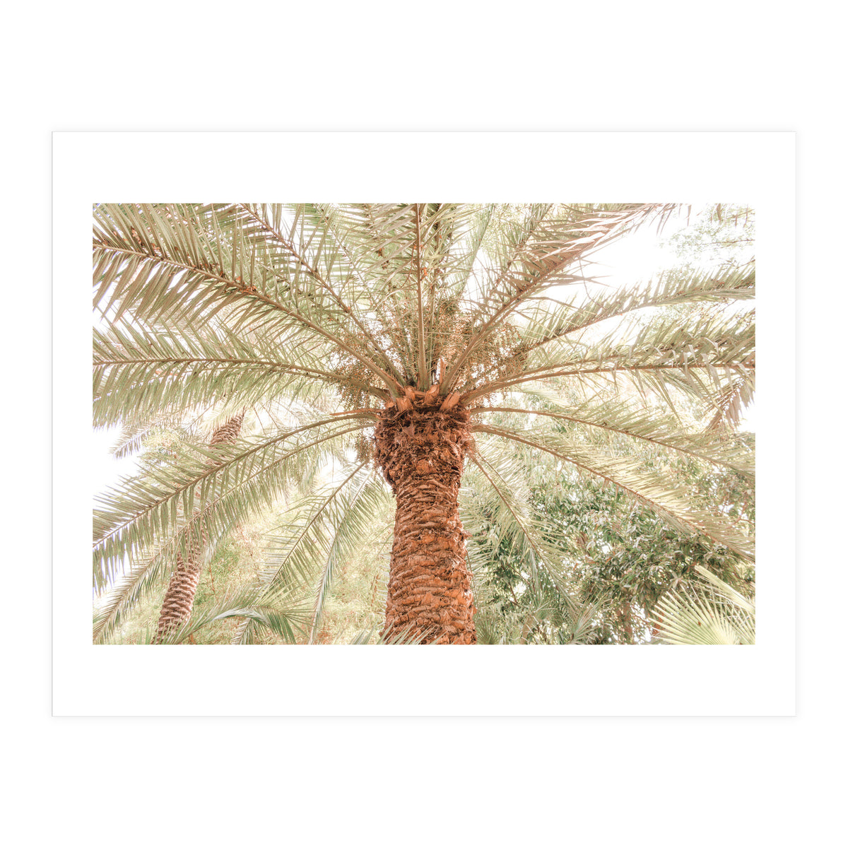 Tropical Palm Tree (Print Only)
