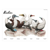 Boobies (Print Only) thumbnail