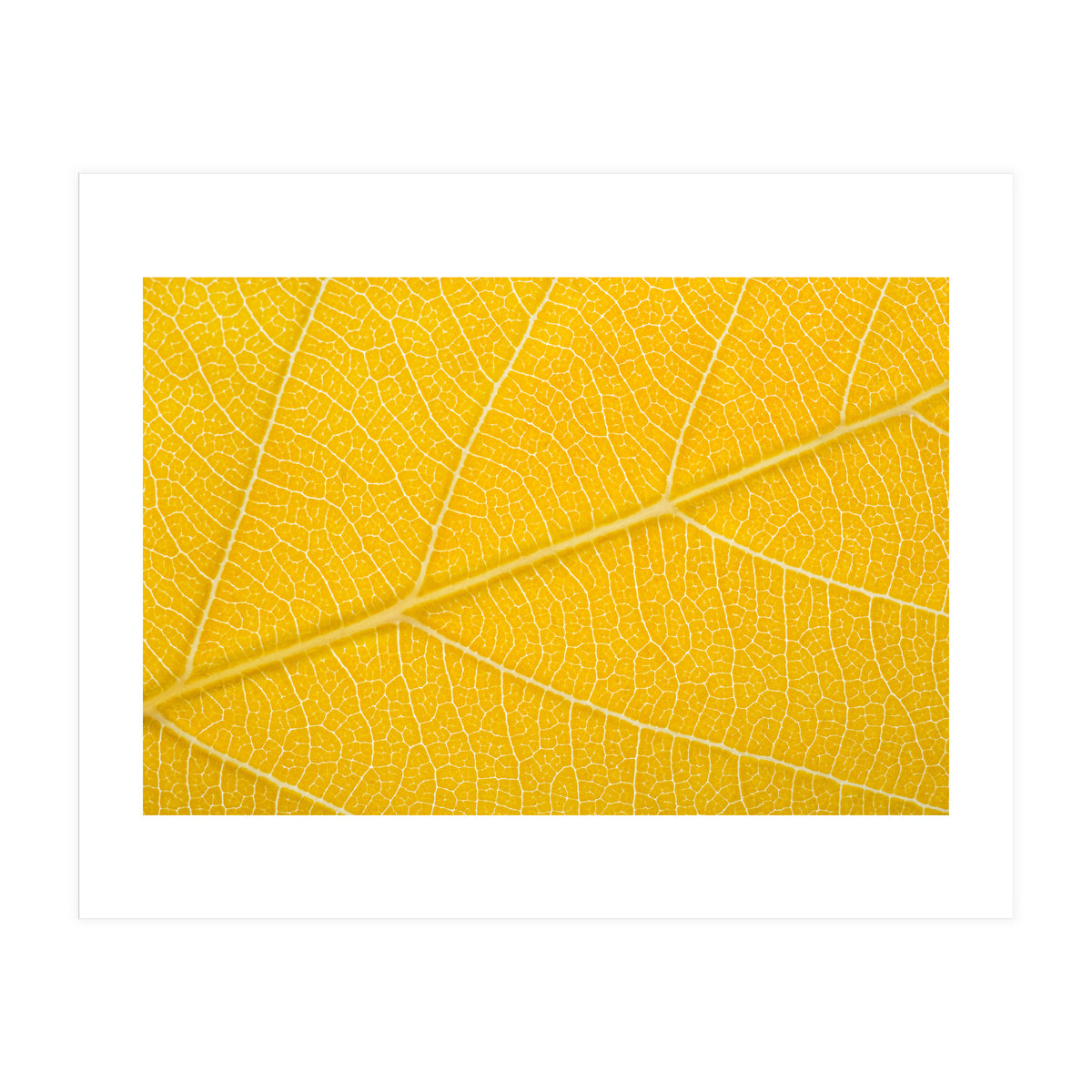 Autumn Leaf (Print Only)