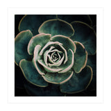 DARKSIDE OF SUCCULENTS IV-A (Print Only) thumbnail