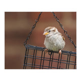 Sparrow (Print Only) thumbnail