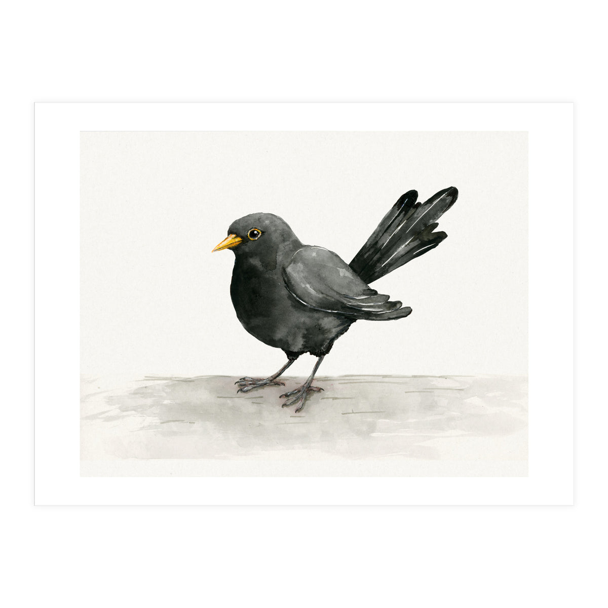 Blackbird ink drawing (Print Only)