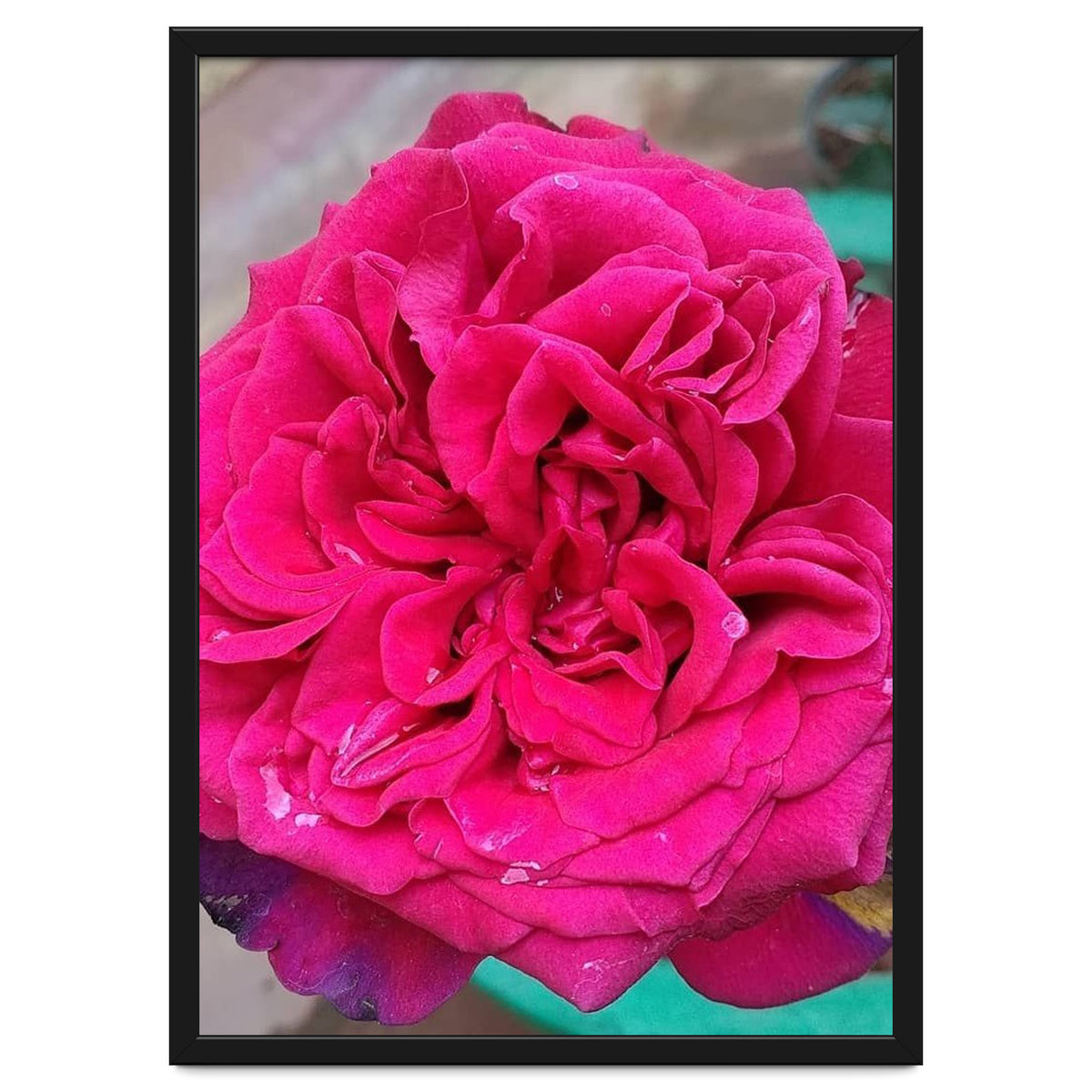 Beautiful Fragrant Rose