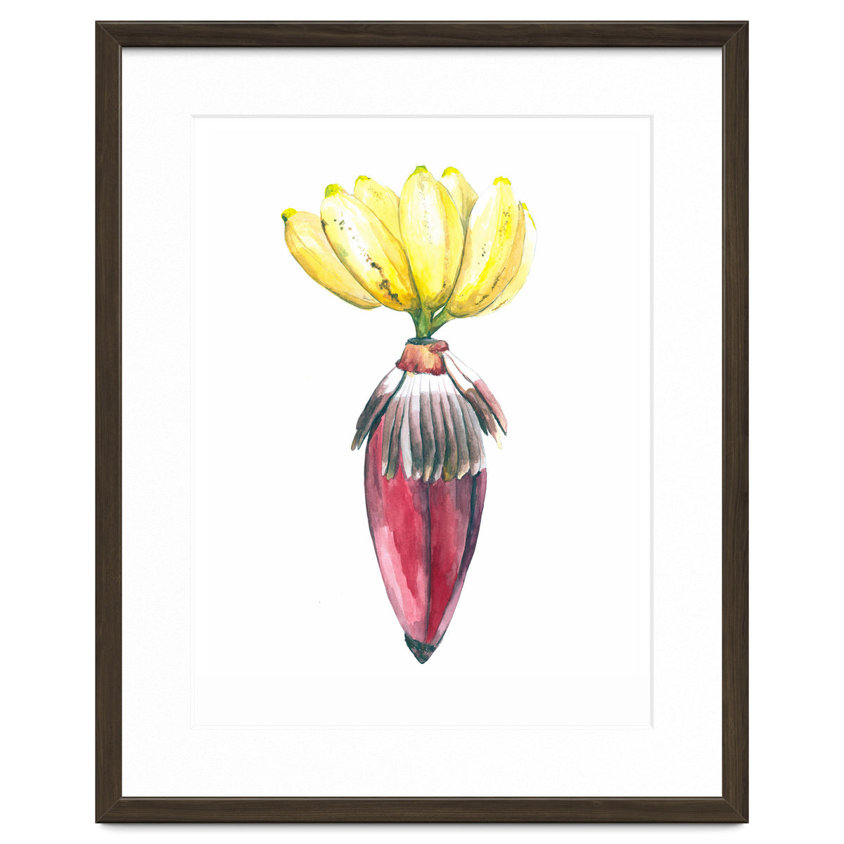 Botanical Illustration Banana