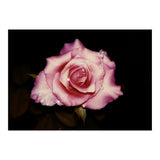 Satin Rose (Print Only) thumbnail