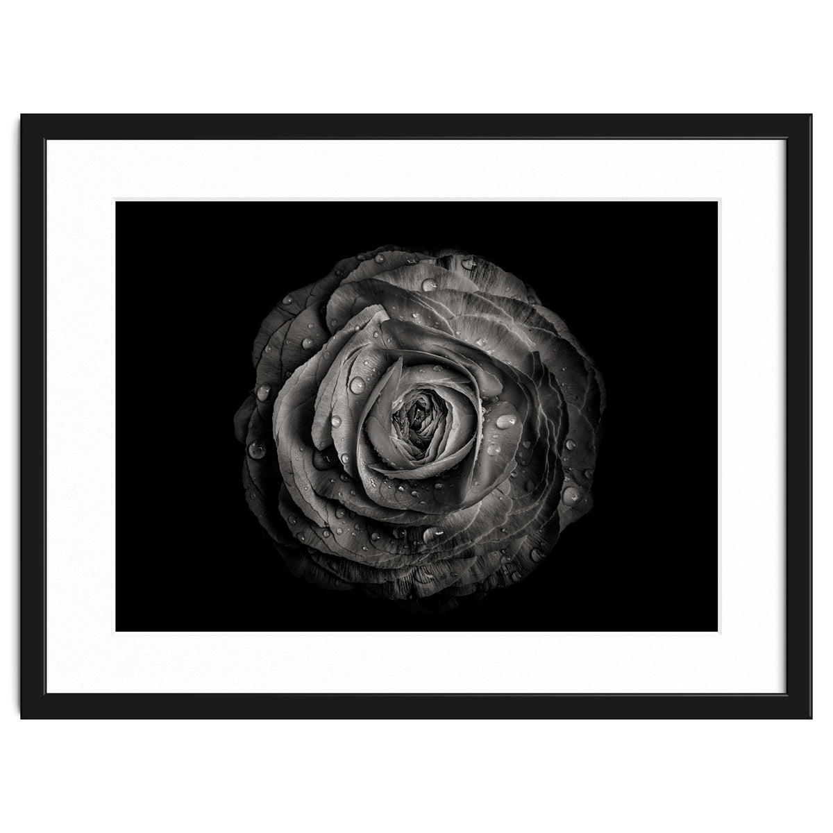 Backyard Flowers In Black And White 72