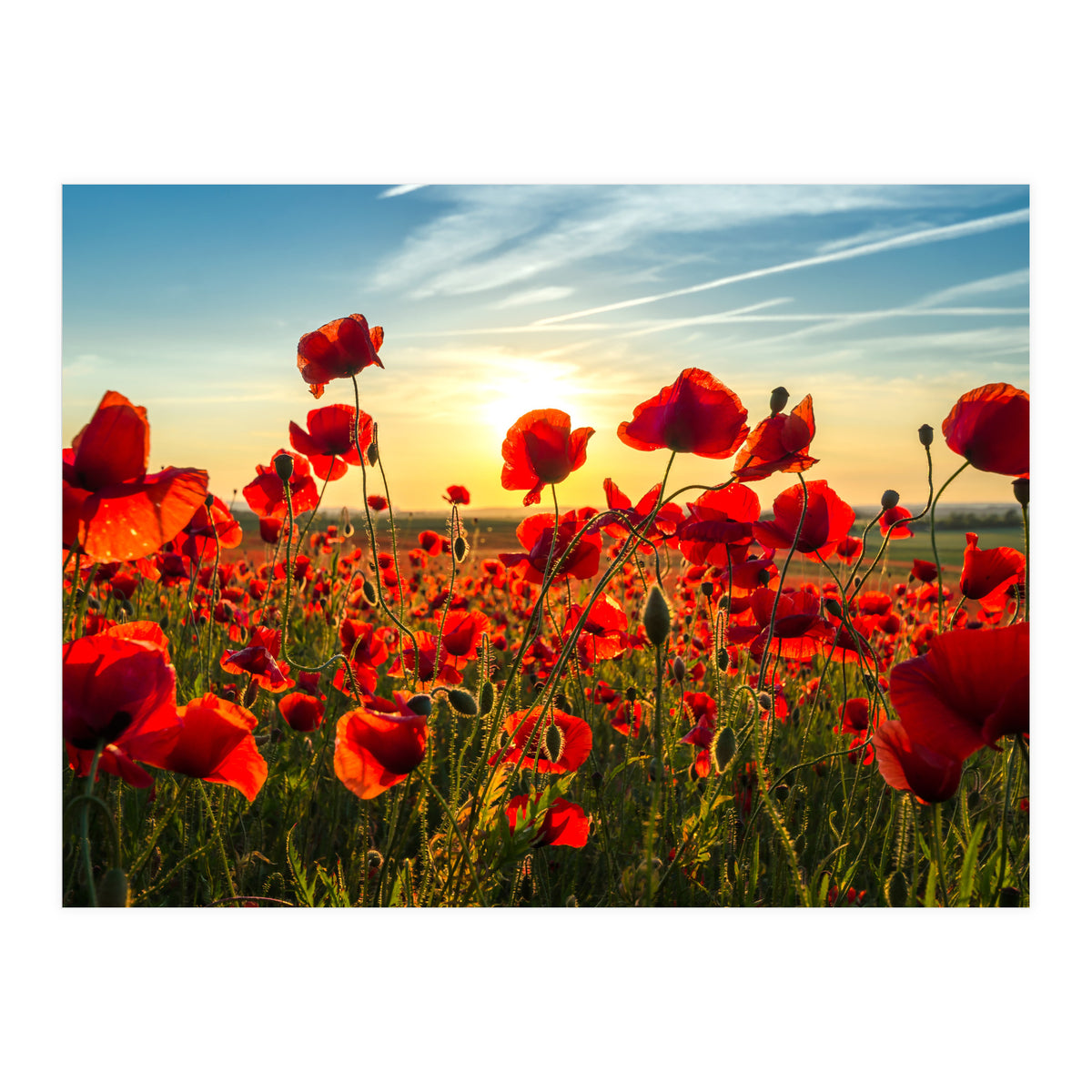 Poppies (Print Only)