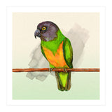 Senegal parrot watercolor (Print Only) thumbnail