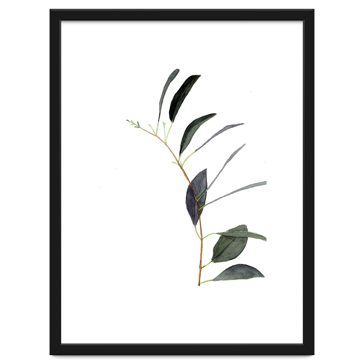 Untitled #14 - Eucalyptus