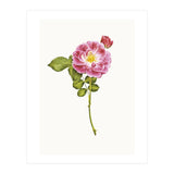 Cc Roses 05 (Print Only) thumbnail