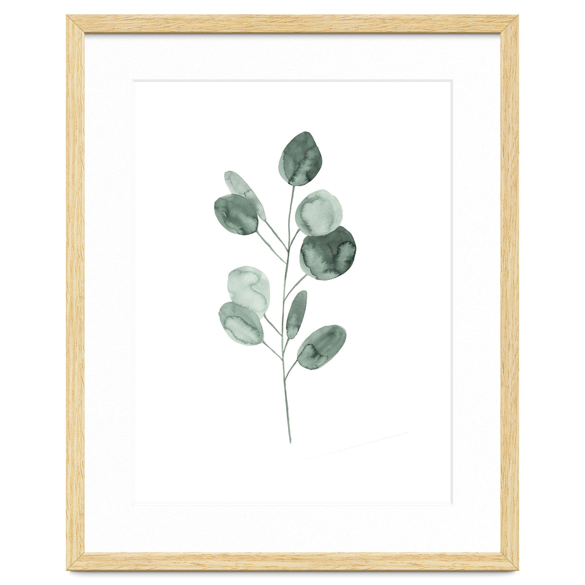 Botanical Illustration Eukalyptus2