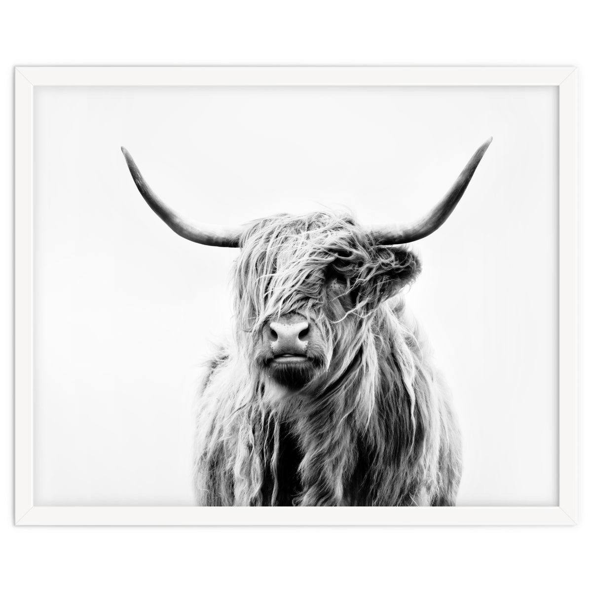 Portrait of a Highland Cow II