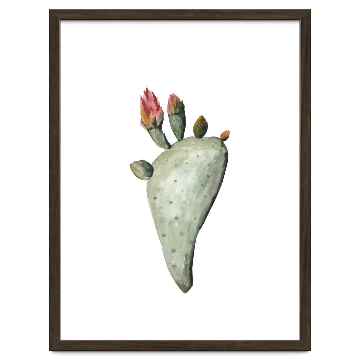 Botanical Illustration Cactus Flowers