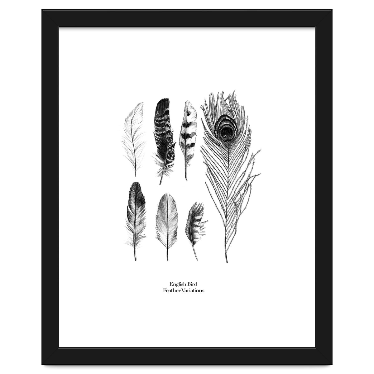 English Feather Variations