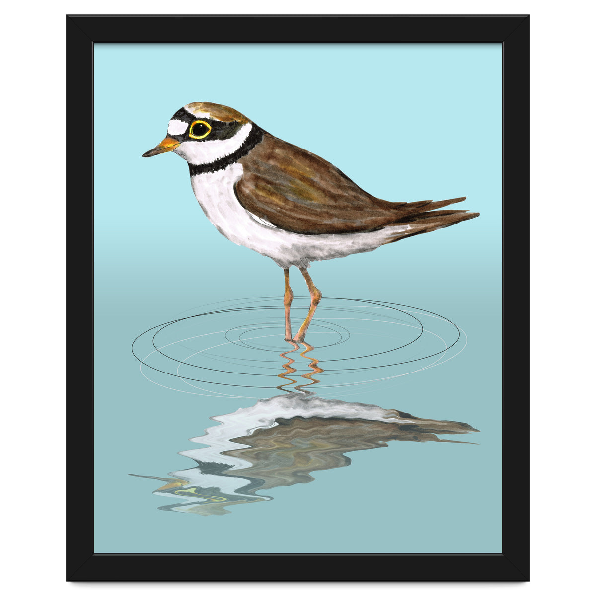 Little ringed  plover