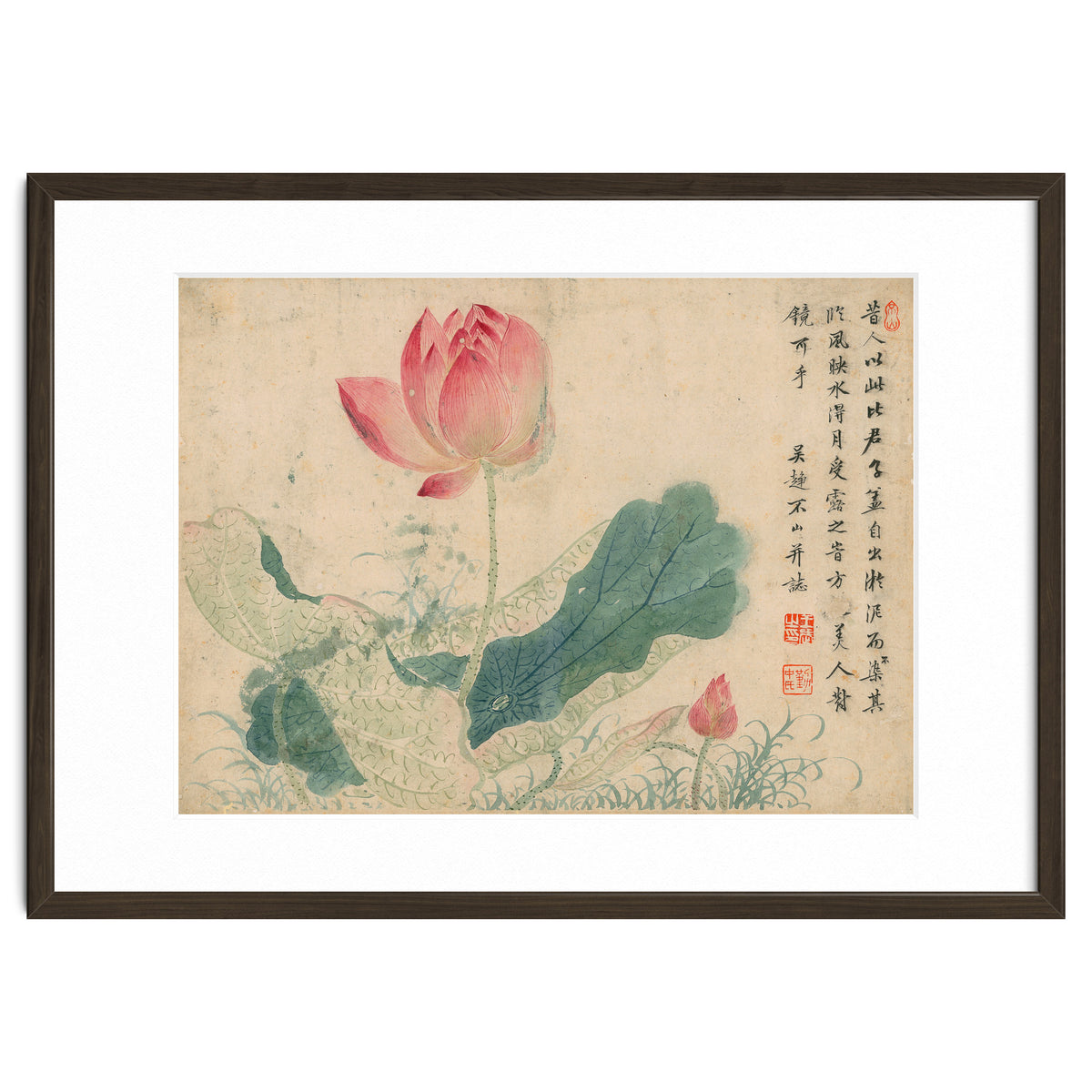 Qing Wangwu Flower album, lotus, lotus leaf, pond, copy of water grass