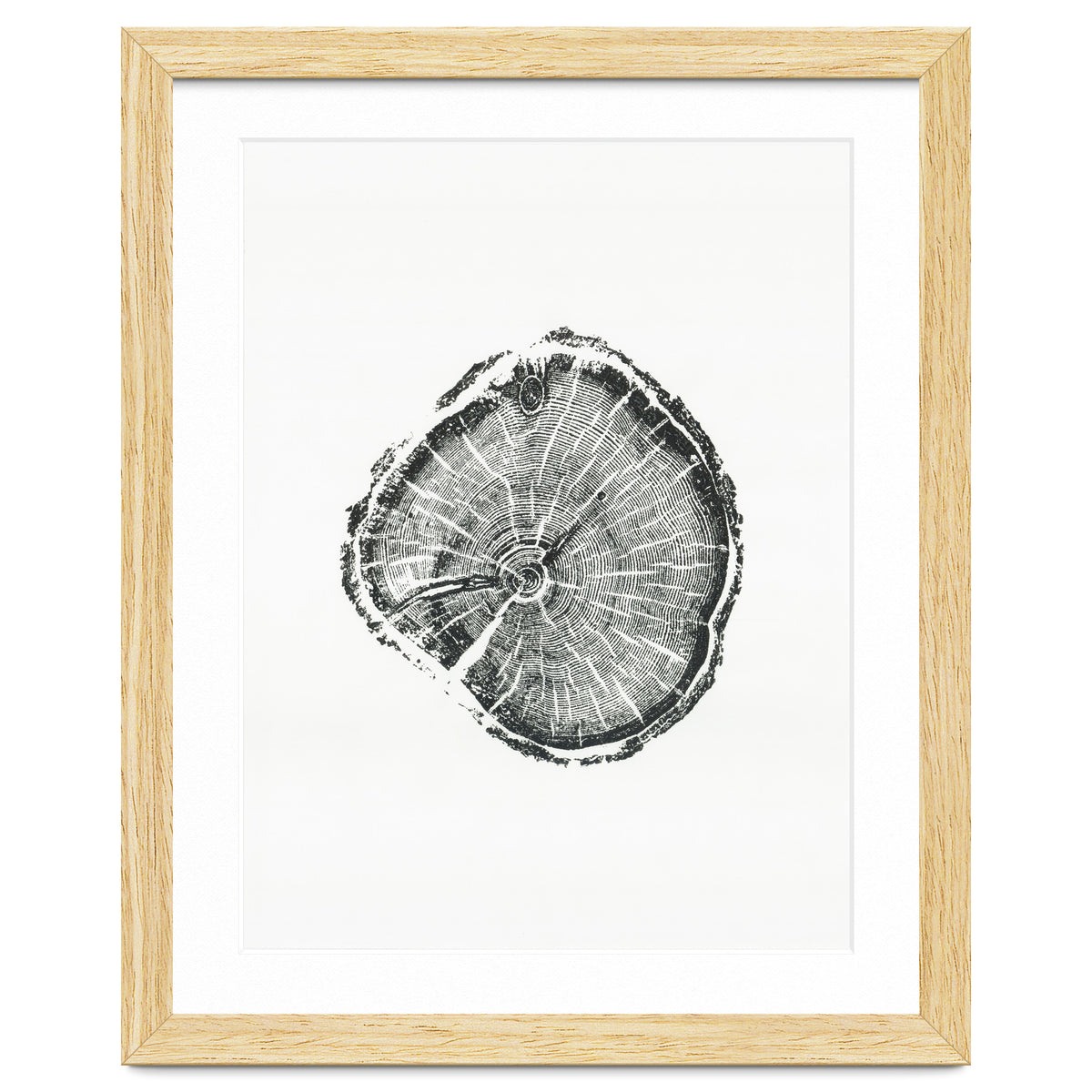 Tree Ring Print, Albion Basin, Utah, Pine Tree Print