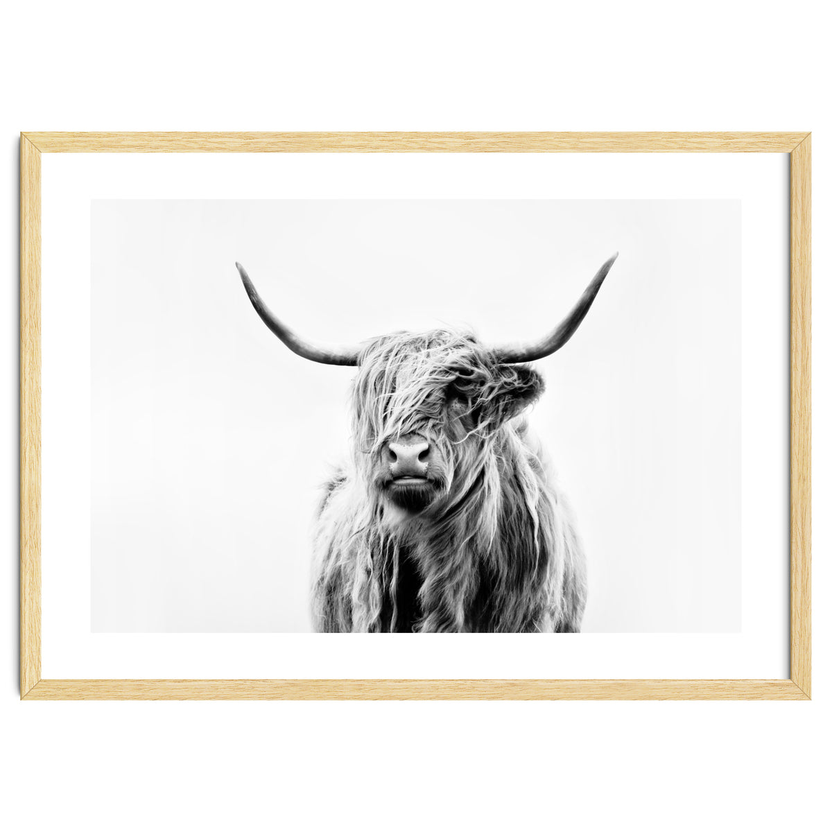 Portrait of a Highland Cow II