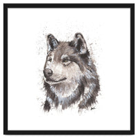 Wolf - Wildlife Collection