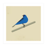 Indigo Bunting  (Print Only) thumbnail